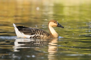 swan goose (Anser cygnoides)