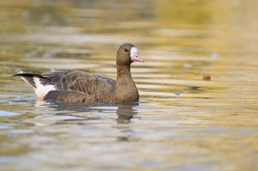 Obraz premium greater white-fronted goose (Anser albifrons)