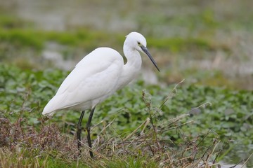 Little Egret (Egretta garzetta)