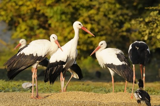 Group of storks ( white stork - Ciconia ciconia Linnaeus )