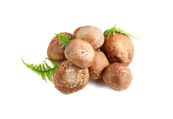 Shiitake mushrooms with Vegetable fern on white background