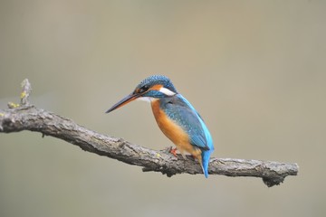 common kingfisher ( alcedo atthis) or river kingfisher