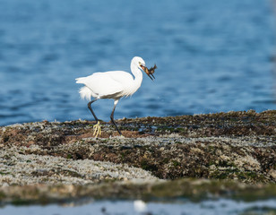 Little Egret Caught Fish