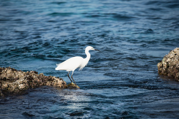 Little Egret Fishing