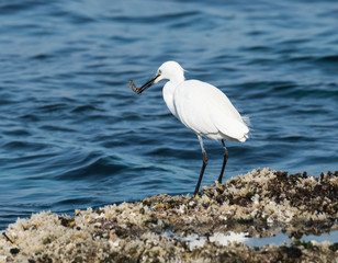 Little Egret Caught Fish