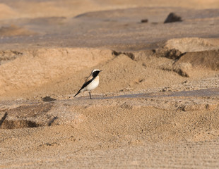 Desert Wheatear