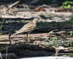 Stone Curlew