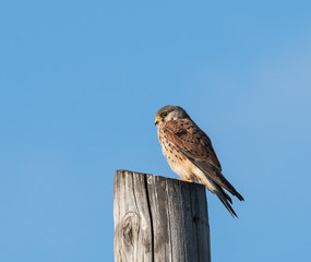 Common Kestrel 