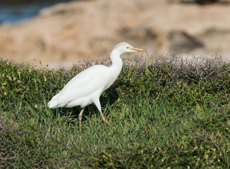 Obraz premium Cattle Egret 