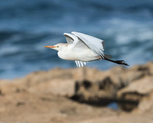 Cattle Egret in Flight