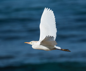 Cattle Egret in Flight