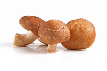 Shiitake mushrooms with Vegetable fern on white background