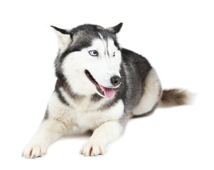 Beautiful cute husky, isolated on white