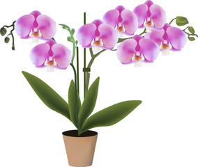 Fototapeta na wymiar pink orchid with two branches in pot
