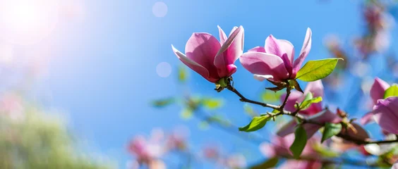 Schilderijen op glas magnoliaboom bloesem © nickolya