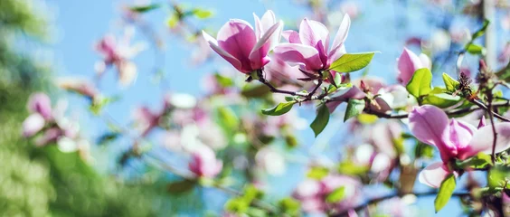 Fotobehang magnolia tree blossom © nickolya