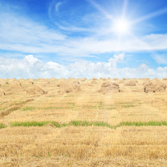 Fototapeta premium Field with Stacks of straw and blue sky