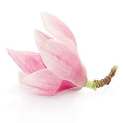 Magnolia, pink spring flower on white, clipping path