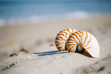 nautilus shell on white Florida beach sand under the sun light