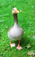 Obraz premium Gans auf der Wiese