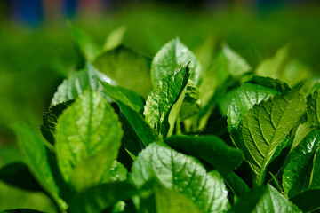 green leaves and grass