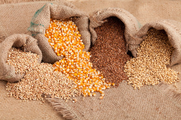 Organic seeds:  buckwheat, corn flax and wheat in yute sack