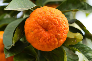 Orange on tree, Sicily.