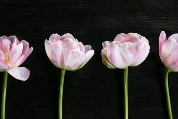 Fresh tulips on wooden background