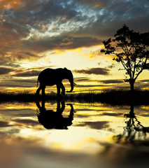 Fototapeta na wymiar elefante paseando por el lago