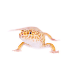 Leopard Gecko on a white background