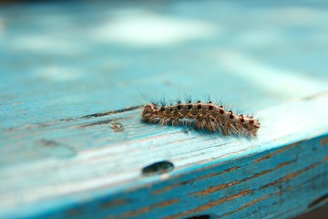 Caterpillar on the wooden background