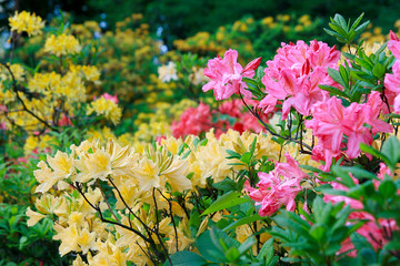 Blossoming of pink and yellow rhododendrons and azaleas