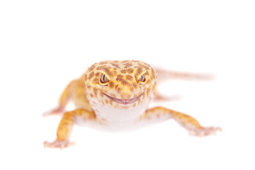 Leopard Gecko on a white background