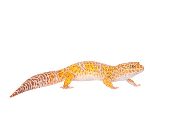 Leopard Gecko on a white background