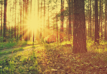 Obraz premium zachód słońca, instagram w stylu retro