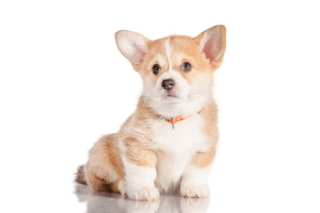 Pembroke welsh corgi puppy looking up