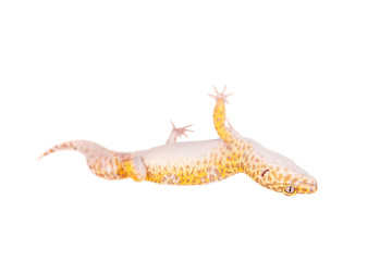 Leopard Gecko on a white background