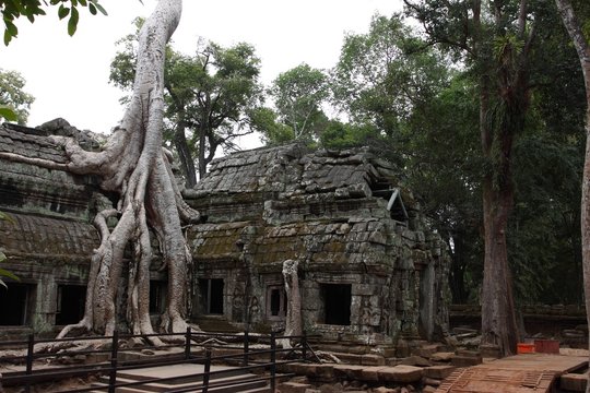 Ta Prohm Temple in Angkor, Siem Reap, Cambodia