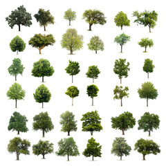 Isolated tree collection