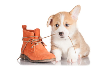 Pembroke welsh corgi puppy playing with a shoe