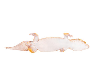 Leopard Gecko on a white background