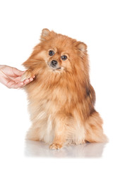 Obraz premium Pomeranian spitz with a palm