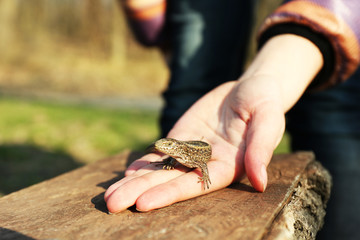 Lizard in female hand, closeup