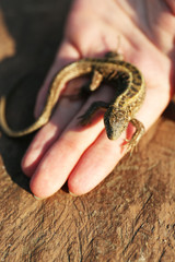 Fototapeta premium Lizard in female hand, closeup