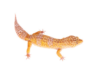 Leopard Gecko on a white background