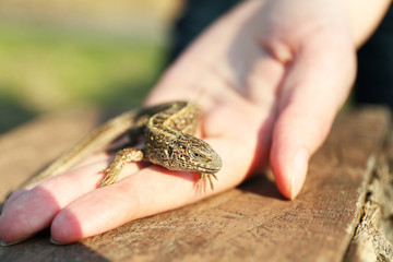 Lizard in female hand, closeup