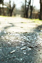 Shards of glass on road with trees, outdoors