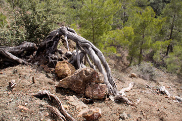 old trees in the rugged mountains of Troodos, Cyprus