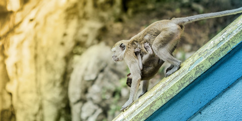 Monkey and its baby