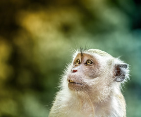 Monkey portrait